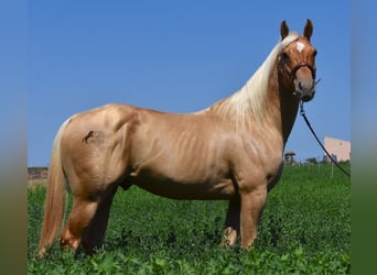 American Quarter Horse, Hengst, 4 Jahre, 156 cm, Palomino