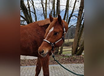 American Quarter Horse, Hengst, 4 Jahre, 165 cm, Fuchs