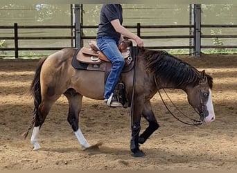 American Quarter Horse, Hengst, 4 Jahre, Buckskin
