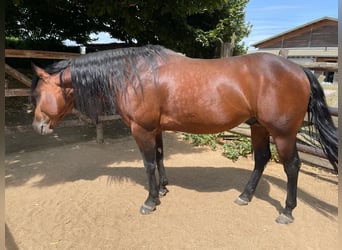 American Quarter Horse, Hengst, 4 Jahre