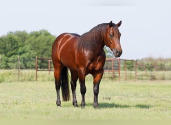 American Quarter Horse, Hengst, 5 Jaar, 147 cm, Roodbruin