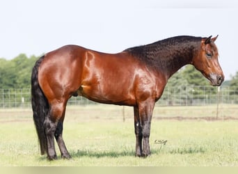 American Quarter Horse, Hengst, 5 Jaar, 147 cm, Roodbruin