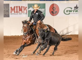 American Quarter Horse, Hengst, 5 Jaar, 147 cm, Roodbruin