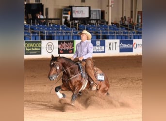 American Quarter Horse, Hengst, 5 Jaar, 147 cm, Roodbruin