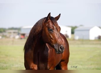 American Quarter Horse, Hengst, 5 Jaar, 147 cm, Roodbruin