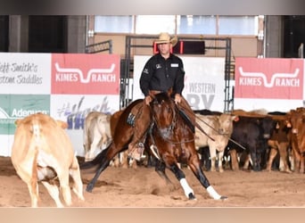 American Quarter Horse, Hengst, 5 Jaar, 147 cm, Roodbruin