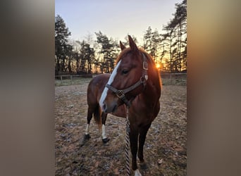 American Quarter Horse, Hengst, 5 Jaar, 147 cm, Vos