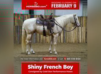 American Quarter Horse, Hengst, 5 Jaar, 152 cm, Cremello