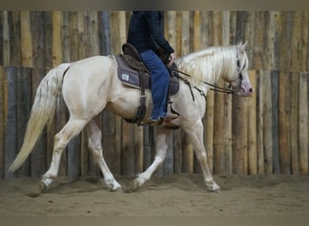American Quarter Horse, Hengst, 5 Jaar, 152 cm, Cremello