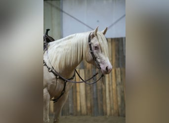 American Quarter Horse, Hengst, 5 Jaar, 152 cm, Cremello