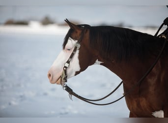 American Quarter Horse, Hengst, 5 Jaar, 152 cm