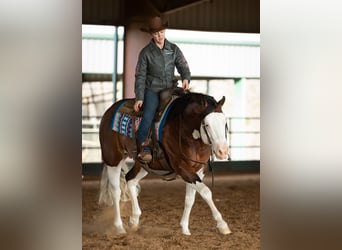 American Quarter Horse, Hengst, 5 Jaar, 152 cm