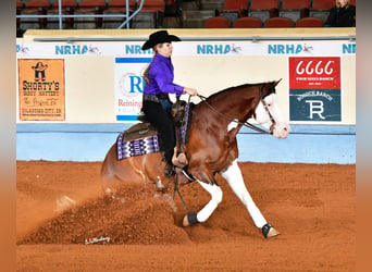 American Quarter Horse, Hengst, 5 Jaar, 152 cm