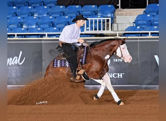 American Quarter Horse, Hengst, 5 Jaar, 152 cm