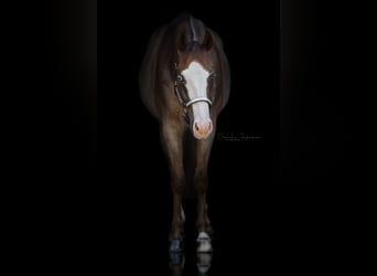 American Quarter Horse, Hengst, 5 Jaar, 158 cm, Roan-Red
