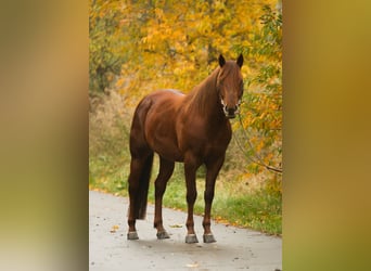 American Quarter Horse, Hengst, 5 Jaar, 162 cm, Vos