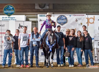 American Quarter Horse, Hengst, 5 Jaar, Zwartbruin