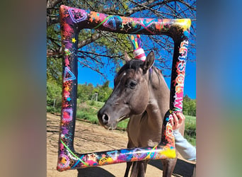 American Quarter Horse, Hengst, 5 Jahre, 148 cm, Grullo