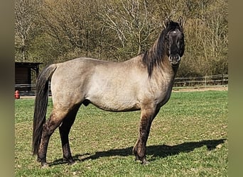 American Quarter Horse, Hengst, 5 Jahre, 148 cm, Grullo