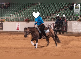 American Quarter Horse, Hengst, 5 Jahre, 149 cm, Buckskin