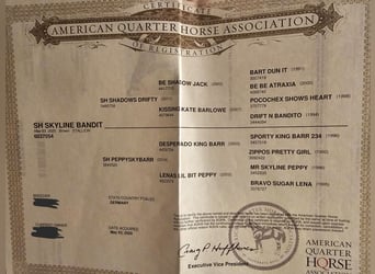 American Quarter Horse, Hengst, 5 Jahre, 150 cm, Brauner