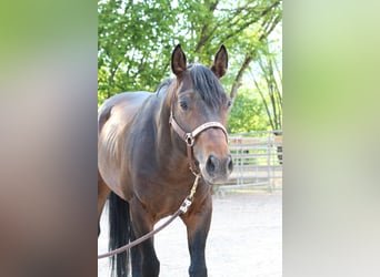 American Quarter Horse, Hengst, 5 Jahre, 150 cm, Brauner