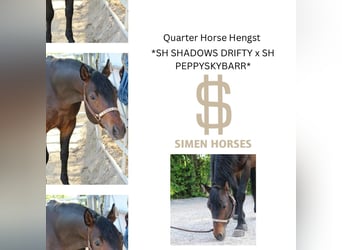 American Quarter Horse, Hengst, 5 Jahre, 150 cm, Brauner