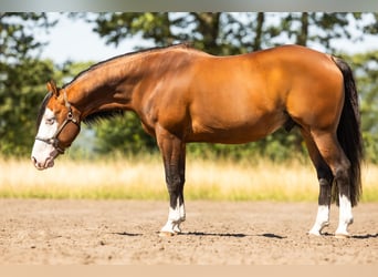 American Quarter Horse, Hengst, 5 Jahre, 150 cm, Brauner