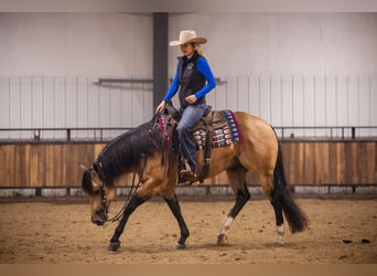 American Quarter Horse, Hengst, 5 Jahre, 152 cm, Buckskin