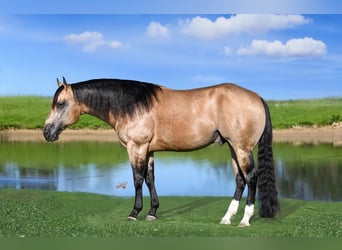 American Quarter Horse, Hengst, 5 Jahre, 152 cm, Buckskin