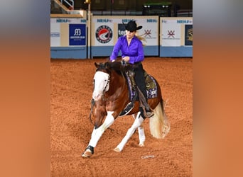 American Quarter Horse, Hengst, 5 Jahre, 152 cm