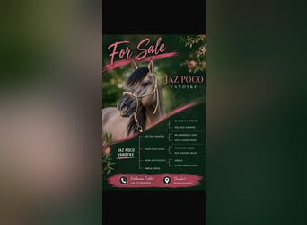 American Quarter Horse, Hengst, 5 Jahre, Grullo