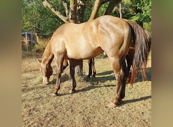 American Quarter Horse, Hengst, 6 Jaar, 150 cm, Champagne