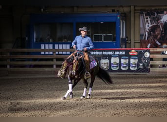 American Quarter Horse, Hengst, 6 Jaar, 150 cm, Donkerbruin