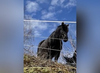American Quarter Horse, Hengst, 6 Jaar, 152 cm, Zwart