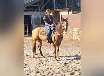 American Quarter Horse, Hengst, 6 Jaar, 153 cm