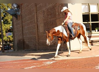American Quarter Horse, Hengst, 6 Jahre, 142 cm, Dunkelfuchs