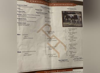 American Quarter Horse, Hengst, 6 Jahre, 142 cm, Dunkelfuchs