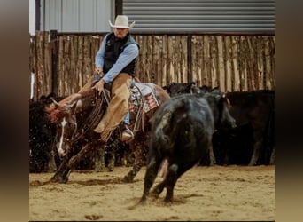 American Quarter Horse, Hengst, 6 Jahre, 147 cm, Rotfuchs