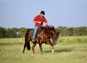 American Quarter Horse, Hengst, 6 Jahre, 147 cm, Rotfuchs