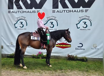 American Quarter Horse, Hengst, 6 Jahre, 148 cm, Brauner