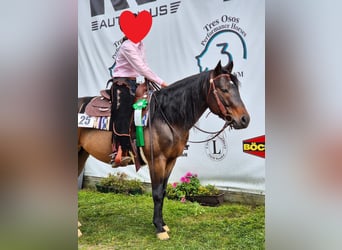 American Quarter Horse, Hengst, 6 Jahre, 148 cm, Brauner