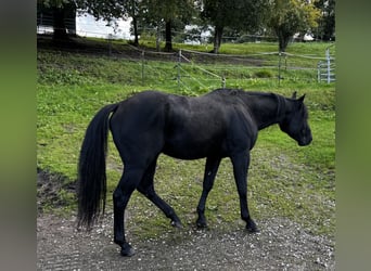 American Quarter Horse, Hengst, 6 Jahre, 152 cm, Rappe
