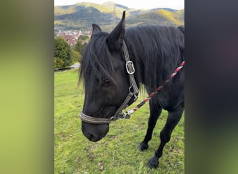 American Quarter Horse, Hengst, 6 Jahre, 152 cm, Rappe