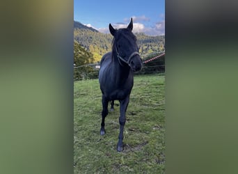 American Quarter Horse, Hengst, 6 Jahre, 152 cm, Rappe