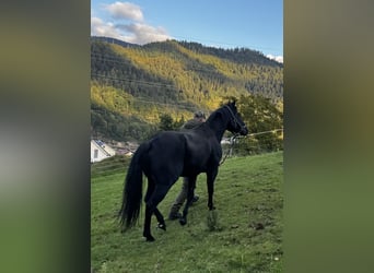 American Quarter Horse, Hengst, 6 Jahre, 152 cm, Rappe