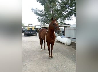 American Quarter Horse, Hengst, 6 Jahre, 152 cm, Rotfuchs