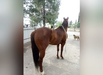 American Quarter Horse, Hengst, 6 Jahre, 152 cm, Rotfuchs
