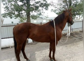 American Quarter Horse, Hengst, 6 Jahre, 152 cm, Rotfuchs