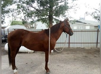 American Quarter Horse, Hengst, 6 Jahre, 152 cm, Rotfuchs